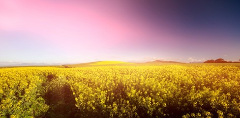 Yellow mustard field