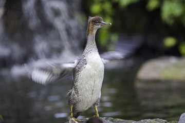 Scaly-sided merganser (Mergus squamatus)
