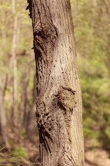 Fototapeta premium tree bark