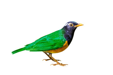 Colorful bird isolated standing with white background.