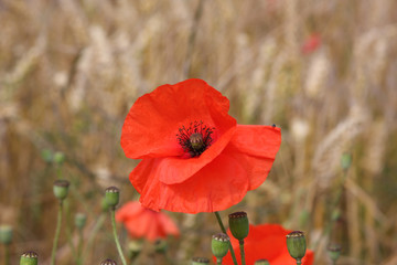 Red poppy in field or wheat.