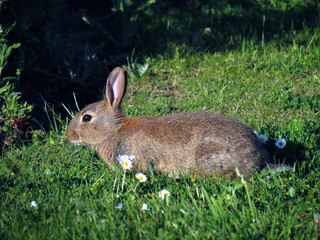 Rabbits are small mammals in the family Leporidae of the order Lagomorpha, found in several parts of the world. 