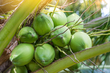 Coconut tree with bunch of coconut.Close up  coconut tree with bunch of green coconut,sun flare and bokeh.
