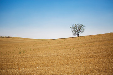 Obraz premium Tree in a field