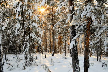 Sunset in a winter forest.