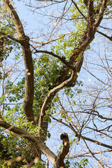 treetop with the sky in the background