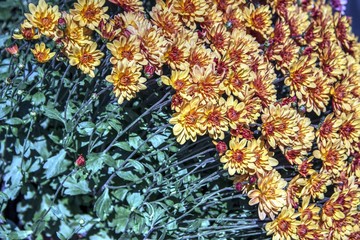 Naklejka na ściany i meble Close-up colorful flowers 