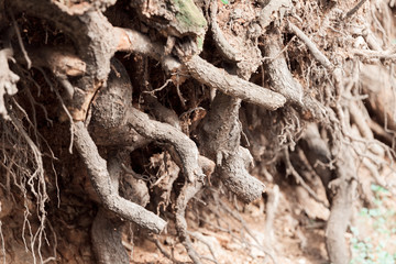 bared roots of tree