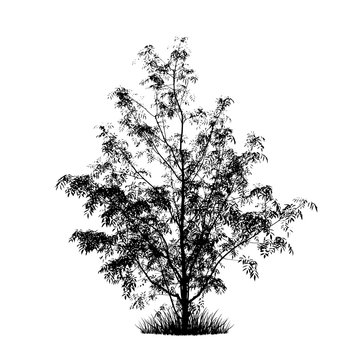 Realistic tree silhouette (Vector illustration).