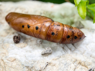 Chrysalis Butterfly lying on the white stone.