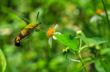 Hemaris fuciformis Sphingidae moth, known as bee Hawk-moth, enjoying the nectar of a white and yellow flower. Hummingbird moth.