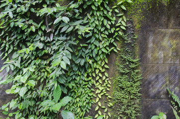 Obraz premium Background old wall and ivy leaves