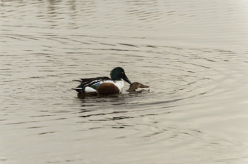 Duck at Remolar-Filipines reserve, Barcelona