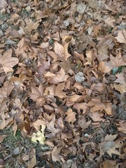 Autumn