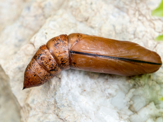 Chrysalis Butterfly lying on the white stone.