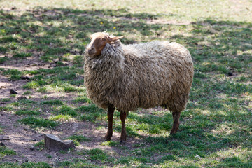 Fototapeta premium single sheep (Ovis aries) with hugh woolen coat fleece