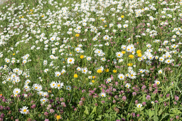 Meadow of white fresh daisy flowers in sunlight, natural landscape