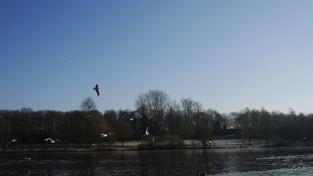 Möwen fliegen am See