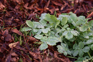 Close up picture of green leaves on nature background with water drops on it