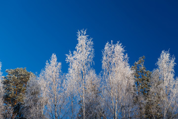 Hoarfrost trees and blue sky