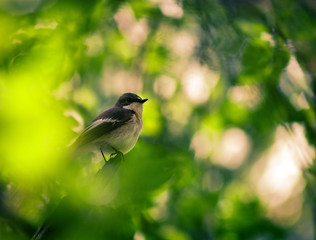 European pied flycatcher bird sitting on the tree