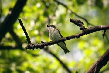European Pied Flycatcher is singing