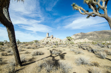 Joshua Tree