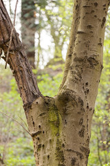 Fototapeta premium tree bark