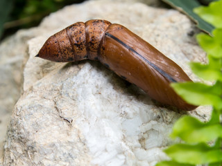 Chrysalis Butterfly lying on the white stone.