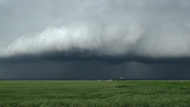 Shelf Cloud Thunderstorm Outflow over Wheat Field