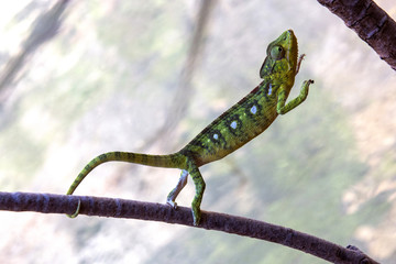 Madagaskar
