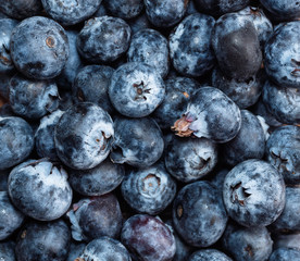 Fresh unwashed blueberry. Healthy eating backround