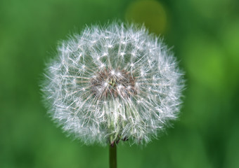 fluffy dandelion on green background