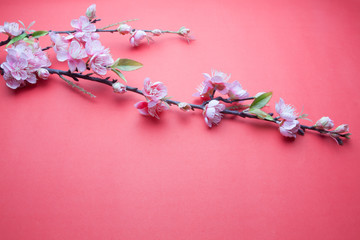 Pink plum blossom on red