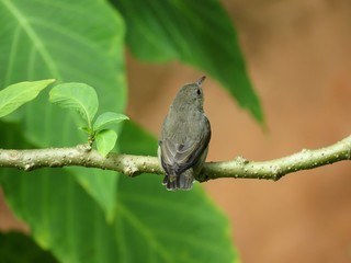 Beautiful tiny little bird sitting next to tiny green leaves and singing on a tree branch 