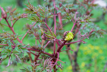 tree peony bud in early spring