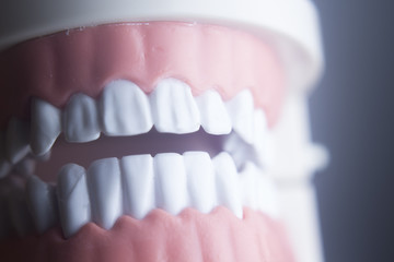 Dental teeth dentistry model
