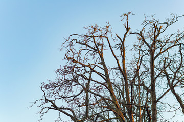 Tree branches isolated in blue sky