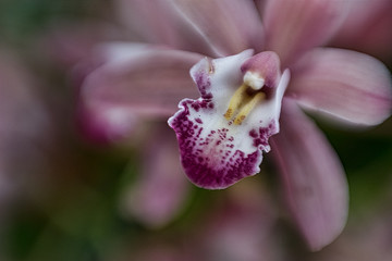 Fototapeta na wymiar Orchid, up close
