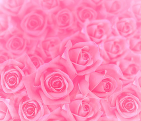 pink roses ackground