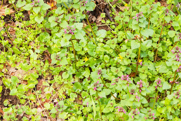 flowers in the meadow