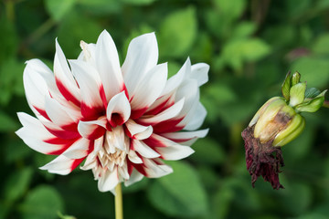 Summer. Beautiful, bright dahlias growing in the garden.
