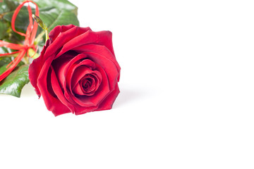 Red rose on white background. 