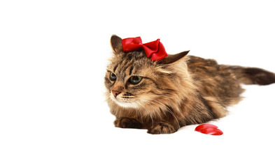 cat with with a red bow on her head and heart near on a white background with space for writing