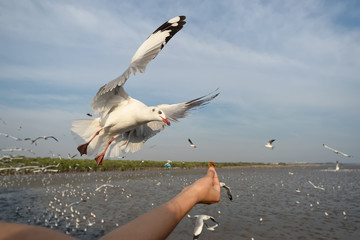 feeding seagull