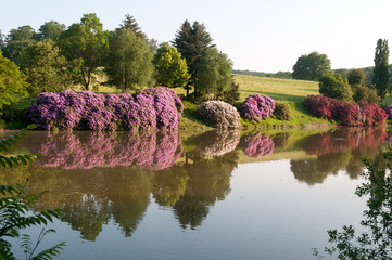 Rhododendren von Burg Herrnstein