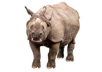 Fototapeta premium live rhinoceros on white