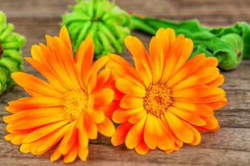 lush calendula flowers