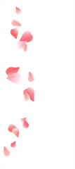 Pink flying petals isolated on white. Sakura petals. Vector 