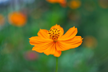 Orange flower with a colorful background